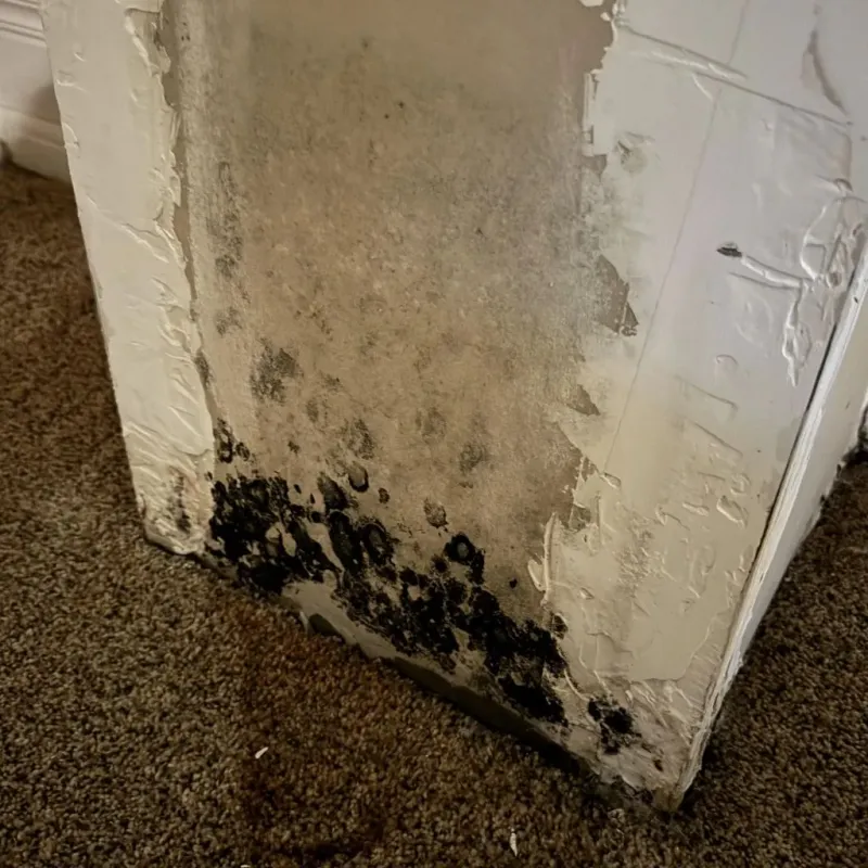 Professional Mold Removal in Morgan County, OH